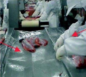 industria salmon (26)  ALIMENTOS MERCADO